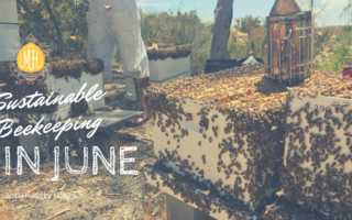 Sustainable Beekeeping in June